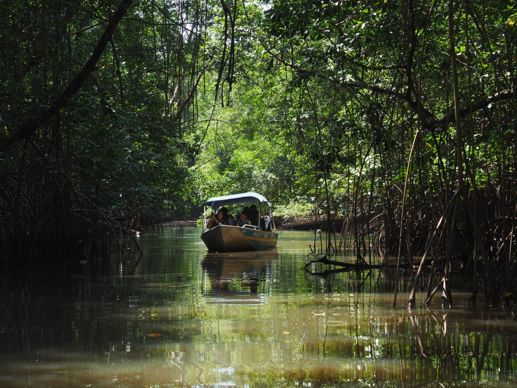 Les mangroves du Delta do parnaiba